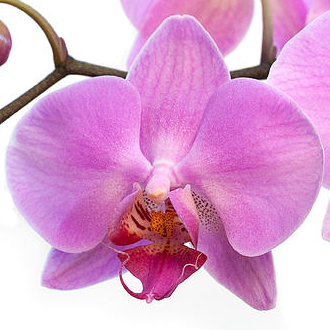 an orchid flower